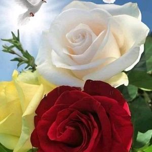 Meet your Posher, Rosy